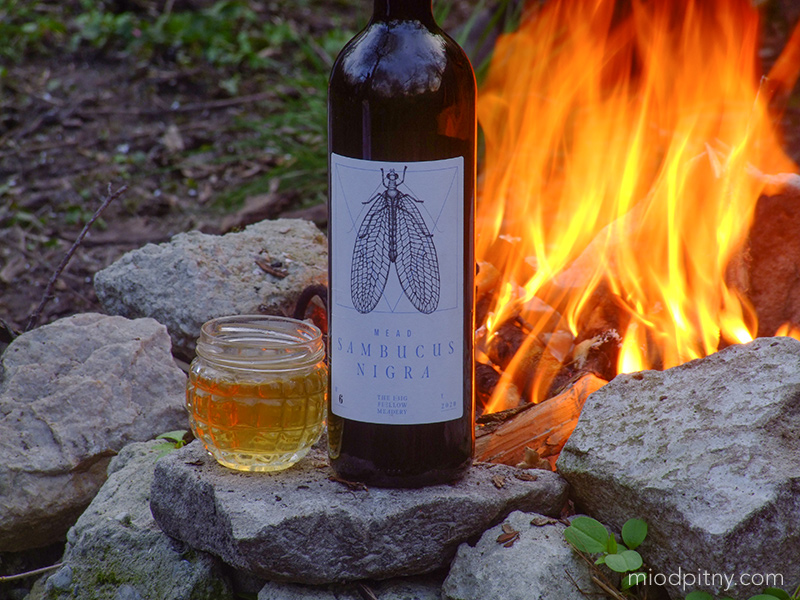 Trójniak Sambucus Nigra - z kwiatem bzu